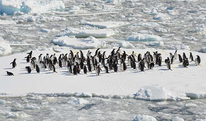 A large group of penguins on an iceberg